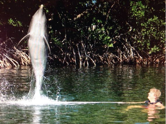 Dolphins Plus