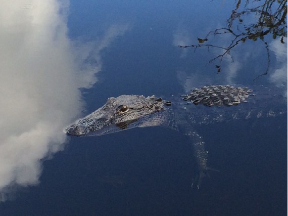 Alligator
