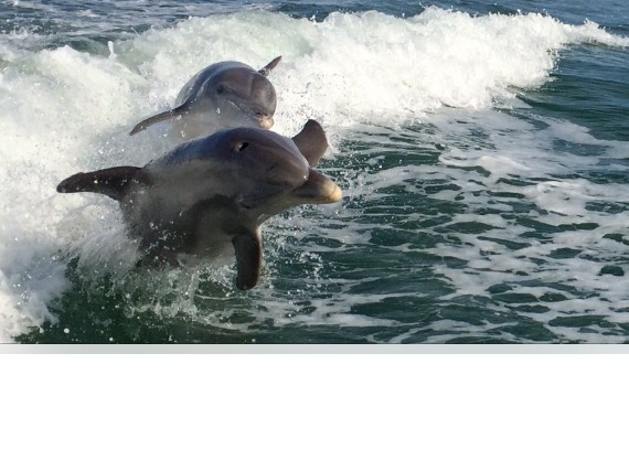 Dolphin Tour in Sanibal Island