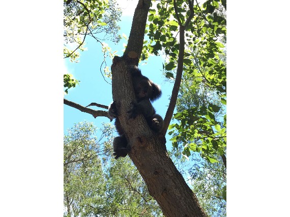 Koalas im Park