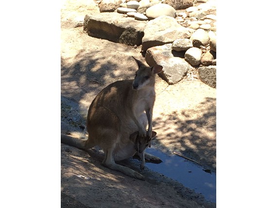 Kangaroos im Nationalpark